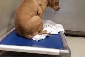 犯错的斗牛犬被放弃收养，回收容所悲伤不已、低头流泪、背对大门图片