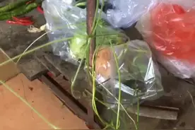 谁说植物沒有大脑，让你看看聪明的土豆视频封面