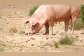 你属什么，查查你是什么命！视频封面