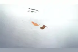 社保中的生育保险男职工是白缴了吗？具体应该怎么用？