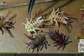 海边发现抱脸虫，异形真存在视频封面