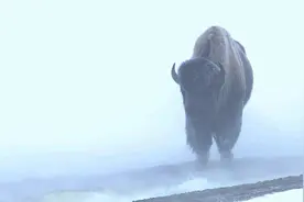 美国黄石国家公园 冬季温度零下40度 野牛在温泉边取暖 生存条件艰苦视频封面