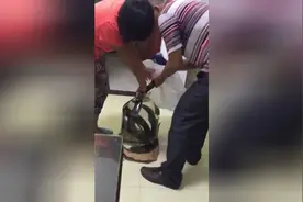 3米长眼镜蛇直接泡酒，这酒你敢喝吗