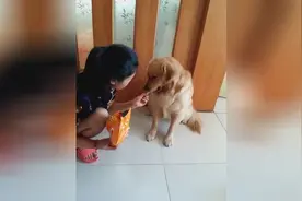 女主人喂金毛薯片，一听主人喊有毒，马上把吃到的薯片吐了出来！