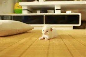 背着猫妈妈，偷偷把小猫拿出来，玩一玩，萌化了