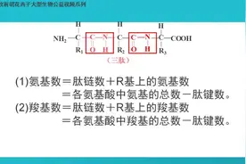 高中生物微课—蛋白质相关计算（中）图片