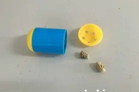 学生新宠，“蜂”靡校园图片