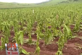 暴雨夹杂冰雹 文山多地烤烟被砸稀烂