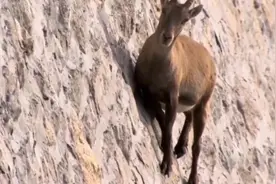 世界各地的山羊攀爬高手 有羊上树 还有羊上悬崖视频封面