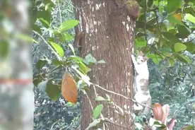 猫咪爬上大树追捕松鼠，跟松鼠玩爬树好像不太行哦，傻傻的视频封面