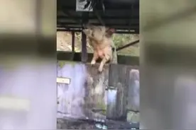 一头爱喝酒的猪！会不会醉