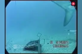 鲨鱼和海蛇互相攻击视频封面