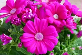 电视剧《古剑奇谭》的片头曲《剑心》视频封面