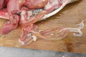 近期三个常见典型鱼病案例分析图片