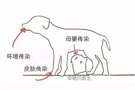 扭曲的梦魇：寄生虫之钩虫图片