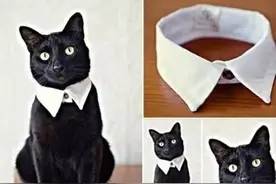 简单三步，破旧衬衫变身绅士猫颈圈图片