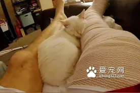 超可爱喵星人寸步不离 照顾腿打石膏的主人图片