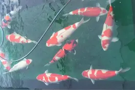 日本游·大日锦鲤赏图片