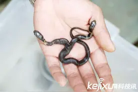 罕见双头蛇两头打架厮咬：盘点全球最怪异动物图片