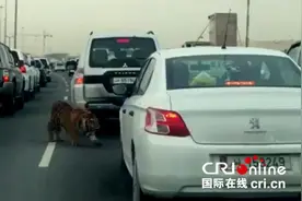 老虎出现在多哈公路 非法饲养大型猛兽安全堪忧图片