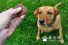 进口天然狗粮哪个好 狗粮的品牌有很多图片