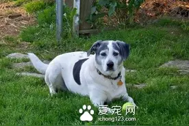 狗几天不吃东西会死 不吃东西解决办法图片