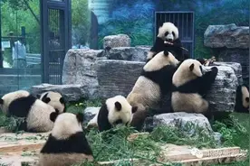 京城提醒|不会吧？北京动物园要搬走了？图片