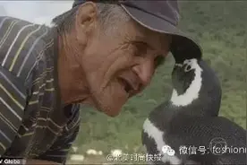 乐活超级感人的小故事，小企鹅每年游8千公里来看恩人图片