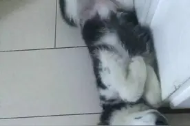 养一只傻狗什么体验？图片