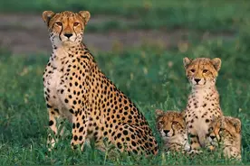 新研究发现猎豹跑得快得益于基因突变图片