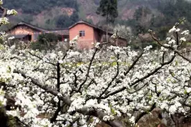 丹棱人注意！明天丹棱顺龙幸福古村很热闹！千万别错过！图片