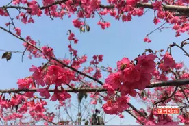 深圳樱花盛开啦！周末和朋友一起去深圳赏樱花吧！图片