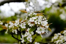 长沙南北横线项目年内启动 预计5年内建成 途经浏阳15个乡镇图片