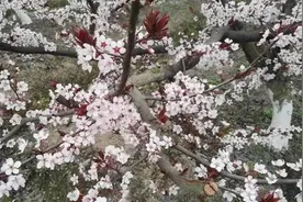 新都清流镇第三届梨花节趣味马拉松图片