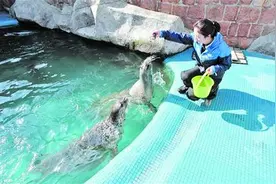 水族馆新添5只小海豹 能吃能睡萌态十足图片