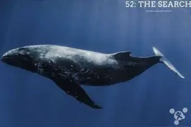 科学家追踪世界最孤独的鲸鱼：因声波独特图片