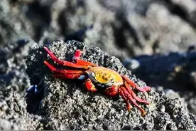 涨姿势厄瓜多尔免签啦！有座鲜活的生物进化博物馆必须去！图片