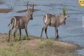 在非洲大草原上各种动物都离不开水源某个时间段就会出现在河道视频封面