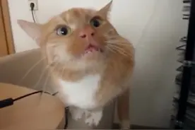 猫咪：好饿哦~什么时候吃饭饭啊！