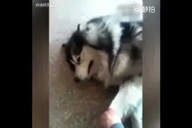 哈士奇打架输了后，跑回家大哭，求主人安慰视频封面