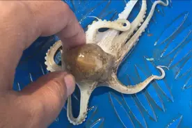 你被八爪鱼咬过吗，建议别轻易招惹，尤其半斤以上的！