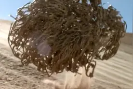 生命的顽强，枯死100年的沙漠植物，遇见一点水就会复活开花