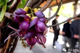 市区的禾雀花开啦！11个观赏点都是免费的哟！图片
