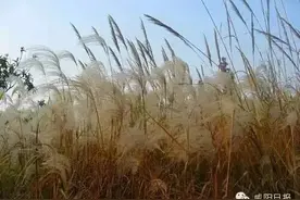 咸阳2处湿地公园获批国家湿地公园| 彬县、旬邑撤县设市将上报国务院图片