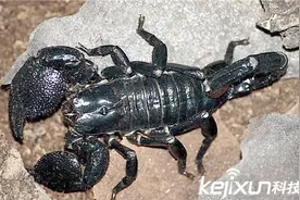 真帝王蝎有毒吗？真实帝王蝎堪称地球恐怖怪兽！图片
