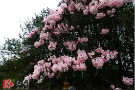 炎陵“赏花地图”出炉图片