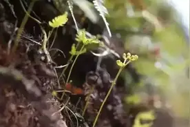 野莲的植物笔记| 带着它，我们就是一群小蜜峰——芒萁图片