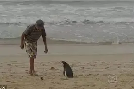 这才是“约”！小企鹅每年游8000公里，只为这位老人图片