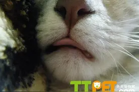 猫咪老是吐舌头什么意思？有病吗？图片