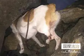 大连流浪狗遭气枪射击穿透12厘米坠崖 腿被绳系死需截肢图片